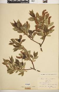 Salix lucida image