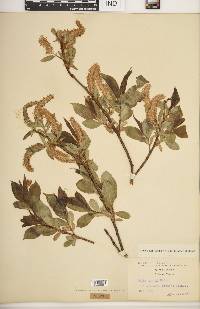 Salix lucida image