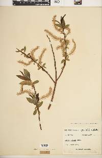 Salix lucida image