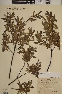 Salix geyeriana image