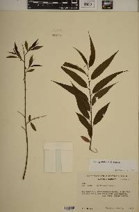 Salix × glatfelteri image