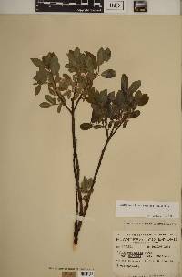 Salix glauca var. cordifolia image