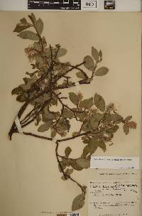 Salix glauca image