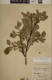 Salix glauca image