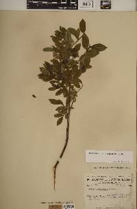 Salix glauca var. cordifolia image