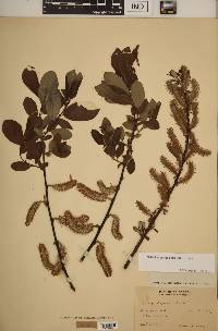 Salix hookeriana image