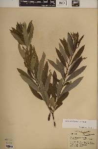 Salix humilis var. humilis image