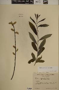 Salix humilis var. humilis image