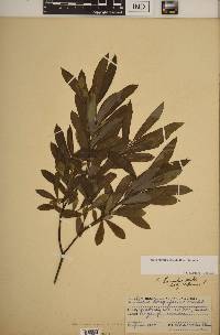 Salix humilis var. humilis image