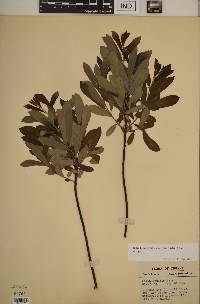 Salix humilis var. tristis image