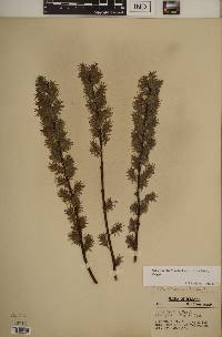 Salix humilis var. tristis image