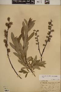 Salix humilis var. tristis image