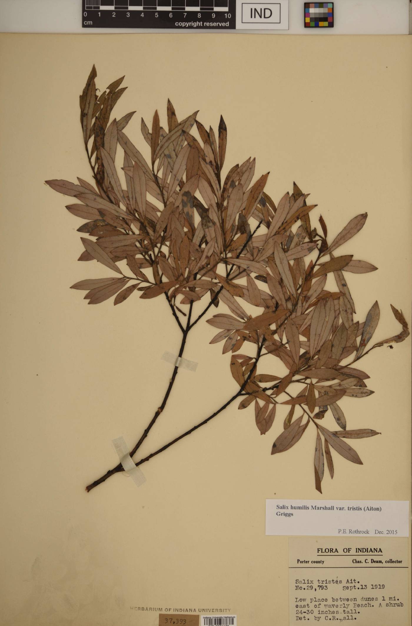 Salix humilis var. tristis image