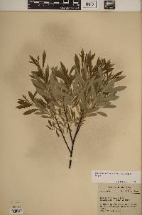 Salix humilis var. tristis image