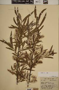 Salix interior image
