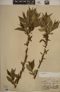 Salix lucida image