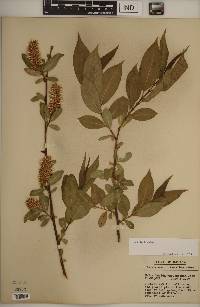 Salix lucida image