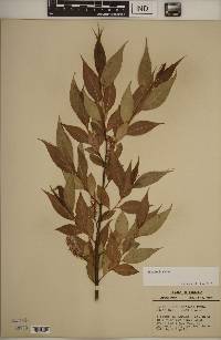 Salix lucida image