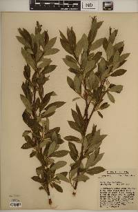 Salix lucida image