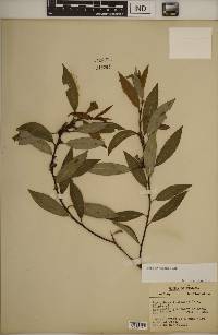 Salix myricoides image