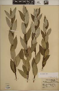 Salix myricoides image