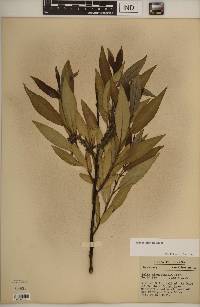 Salix myricoides image