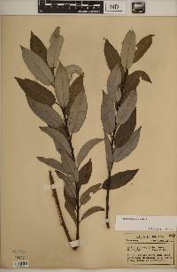 Salix myricoides image