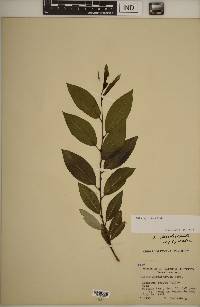 Salix myricoides image