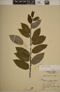 Salix myricoides image