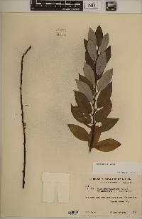 Salix myricoides image