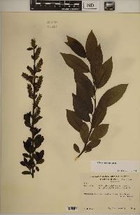 Salix myricoides image