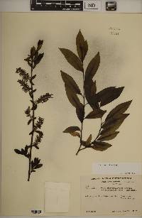 Salix myricoides image