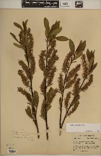 Salix myricoides image