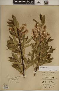 Salix myricoides image