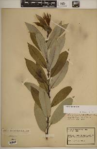 Salix myricoides image