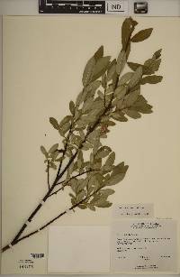 Salix myrtillifolia image