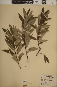 Salix sericea image