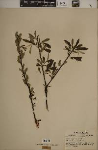 Salix sericea image