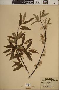 Salix sericea image