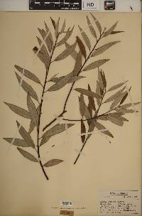 Salix sericea image