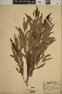 Salix sericea image