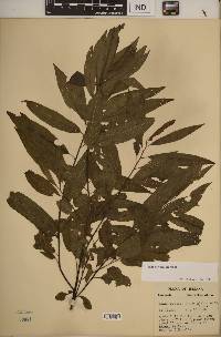 Salix sericea image