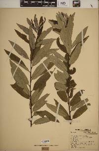 Salix sericea image