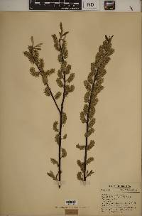 Salix sericea image