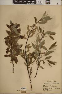 Salix sericea image