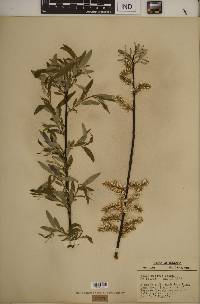 Salix sericea image