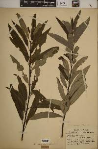 Salix sericea image