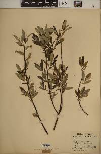 Salix sericea image