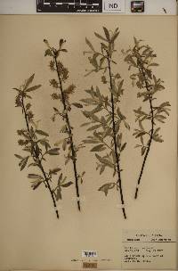 Salix sericea image