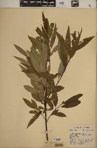 Salix sericea image
